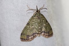 Episteira nigrilinearia