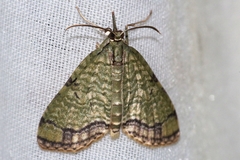 Episteira nigrilinearia