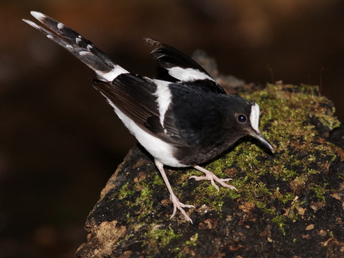 White-crowned Forktail (Enicurus leschenaulti), photo 7