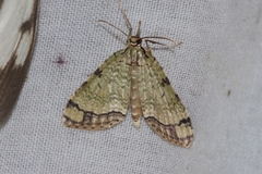 Episteira nigrilinearia