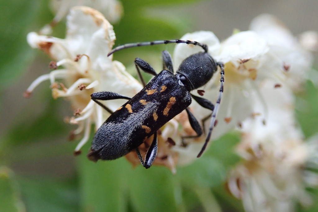 Anaglyptus luteofasciatus