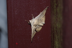 Canaea ryukyuensis