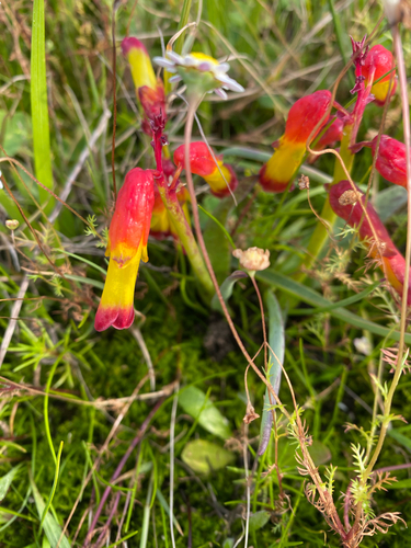 Fourtone Viooltjie (Lachenalia quadricolor)