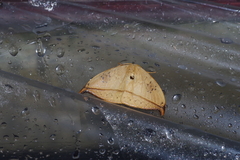 Callidrepana hirayamai