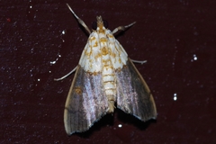 Agrotera basinotata