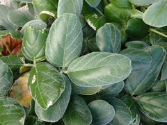 Canavalia sericea, photograph (c) Debra Baker, some rights reserved (CC BY)
