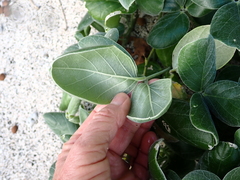 Canavalia sericea, photograph (c) Debra Baker, some rights reserved (CC BY)