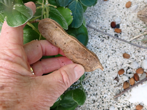 Canavalia sericea, photograph 4