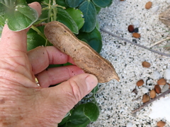 Canavalia sericea, photograph (c) Debra Baker, some rights reserved (CC BY)