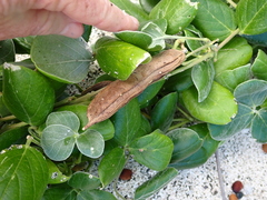Canavalia sericea, photograph (c) Debra Baker, some rights reserved (CC BY)