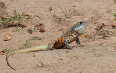 Leiolepis belliana