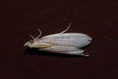 Paraemmalocera anerastica