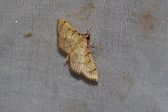 Omiodes decisalis