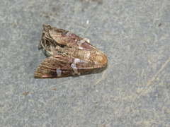Hymenia