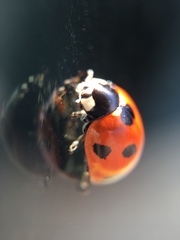 Coccinella septempunctata