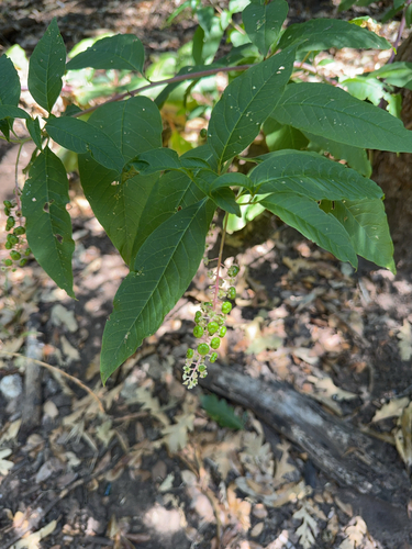 American pokeweed
