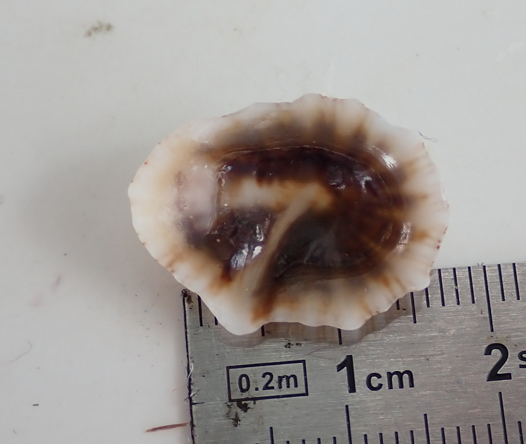 Siphonaria hienghenensis