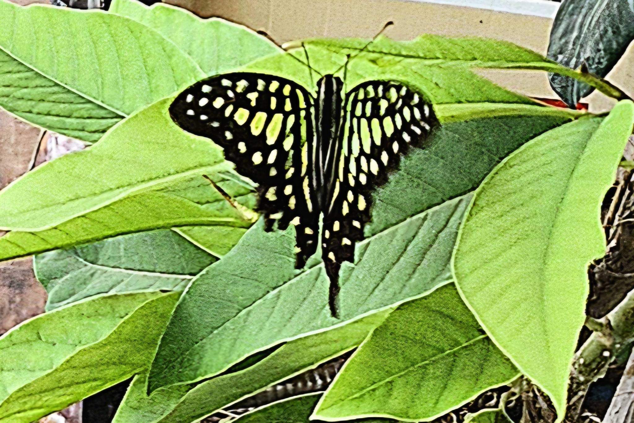 Tailed Jay