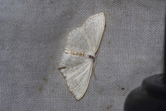 Scopula epiorrhoe