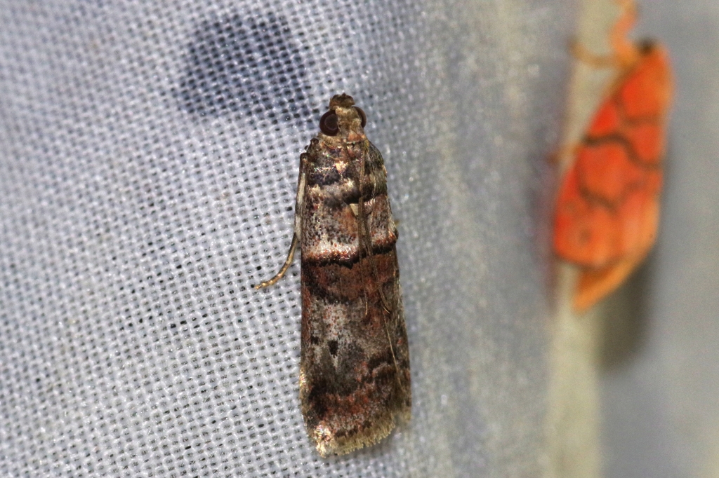 Acrobasis rubrizonella