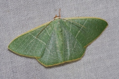 Pelagodes subquadraria