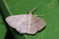 Perixera obrinaria