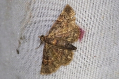 Gymnoscelis esakii