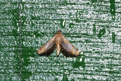 Nymphicula mesorphna