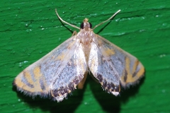 Nymphicula mesorphna