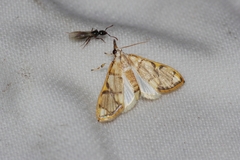 Cirrhochrista kosemponialis