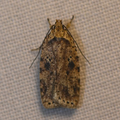 Agonopterix canadensis
