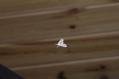 Cirrhochrista kosemponialis