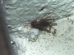 Modicogryllus consobrinus