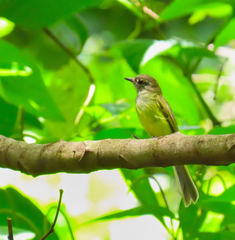 Myiopagis viridicata