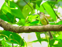 Myiopagis viridicata