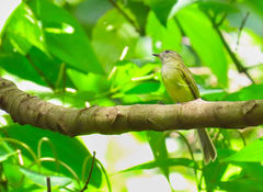 Myiopagis viridicata