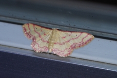 Idaea okinawensis