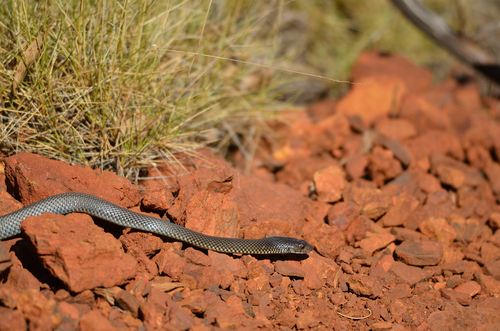 Mulga Snake sighting