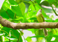 Myiopagis viridicata