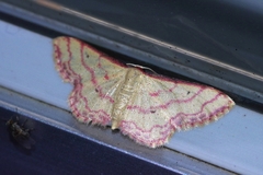 Idaea okinawensis