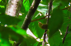 Helmitheros vermivorum