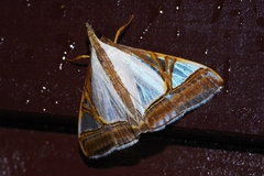 Agrioglypta eurytusalis