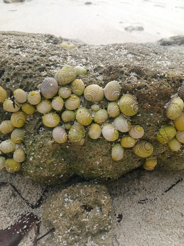 Pleated Nerite — seen at this dive site