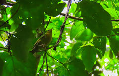 Helmitheros vermivorum