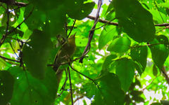 Helmitheros vermivorum