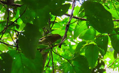 Helmitheros vermivorum