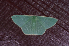 Thalassodes intaminata