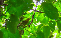 Helmitheros vermivorum