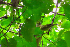 Helmitheros vermivorum