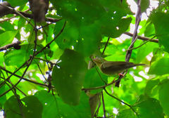 Helmitheros vermivorum